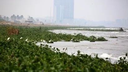Lirio acuático invade la costa de Coatzacoalcos; Frente Frío 12 deja huella en el litoral
