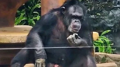 Gorila es captado fumando en un zoológico