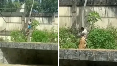 Joven es devorado tras brincar a la zona de leones en un zoológico