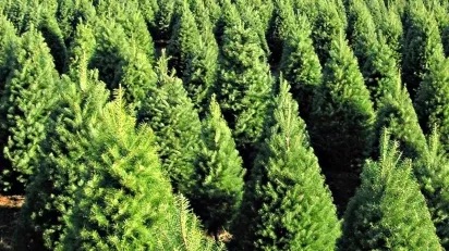 La impresionante estadística de Veracruz en la venta de árboles de Navidad