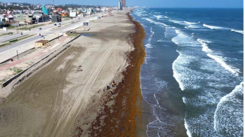 El mar de Coatzacoalcos enfermo por sargazo