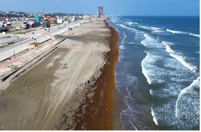 El mar de Coatzacoalcos enfermo por sargazo